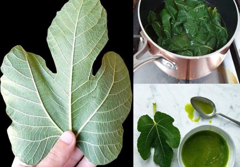 Everyone Loves Figs, But Most People Don’t Realize How Important Their Leaves Are