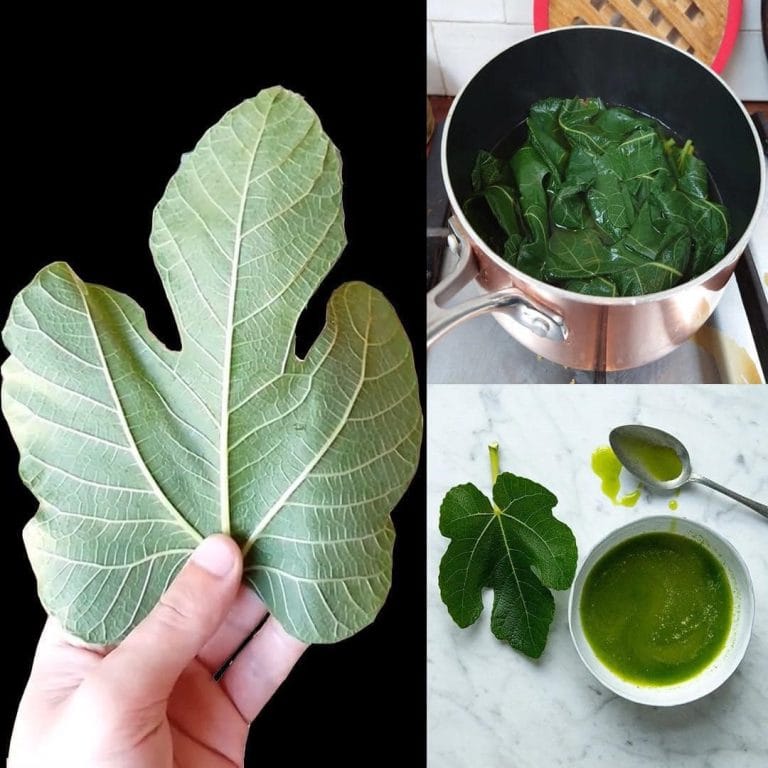 Discover the surprising health benefits of fig leaves. From controlling blood sugar to boosting heart health and skin glow, fig leaves are a hidden natural remedy.