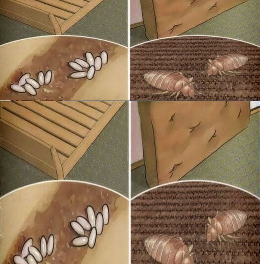 Your Bed Is Full of Lung-Toxic Dust Mites—Here’s How to Kill Them Quickly, Easily, and Naturally