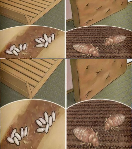 Learn how to kill dust mites naturally using quick, easy, and chemical-free methods. Eliminate allergens from your bed and protect your lungs starting today.