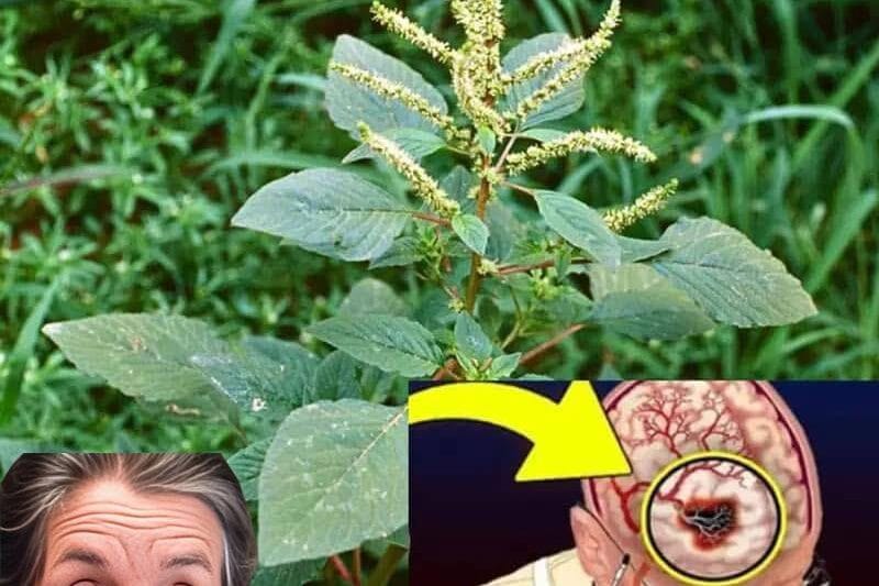 “If You See This Incredible Plant in Your Garden, You’re Sitting on Gold and Don’t Even Know It”