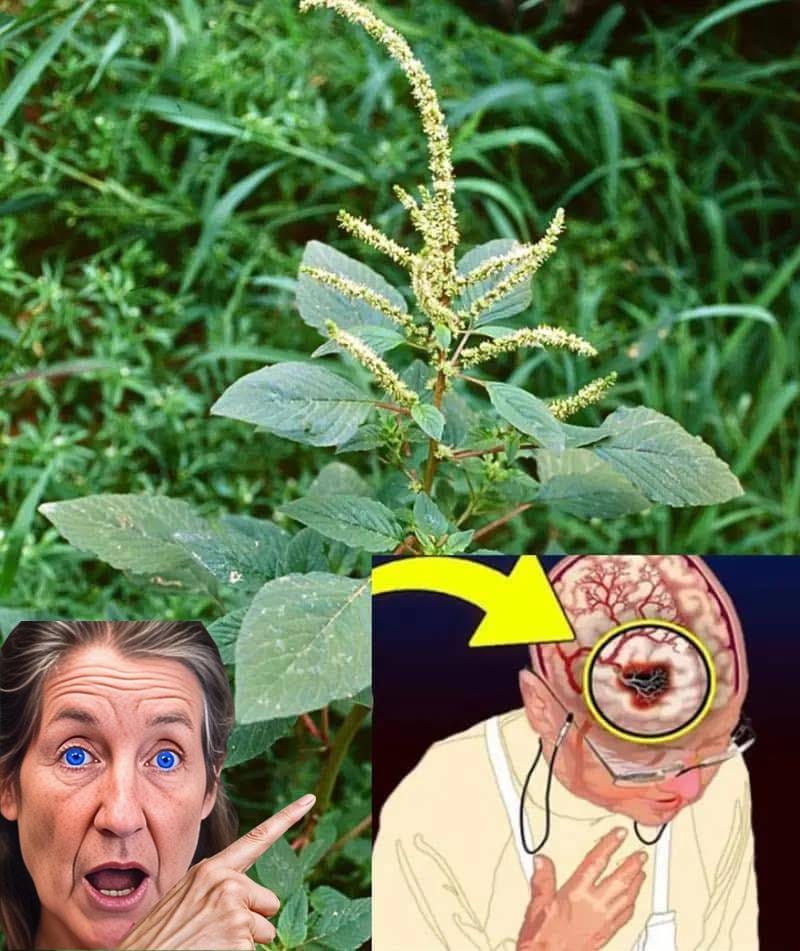 Have you ever strolled through your garden and overlooked a simple, unassuming plant, dismissing it as just another weed? What if we told you that you might be sitting on a botanical goldmine without even realizing it? Many plants that grow unnoticed in backyards and gardens around the world hold immense medicinal, nutritional, or even economic value.