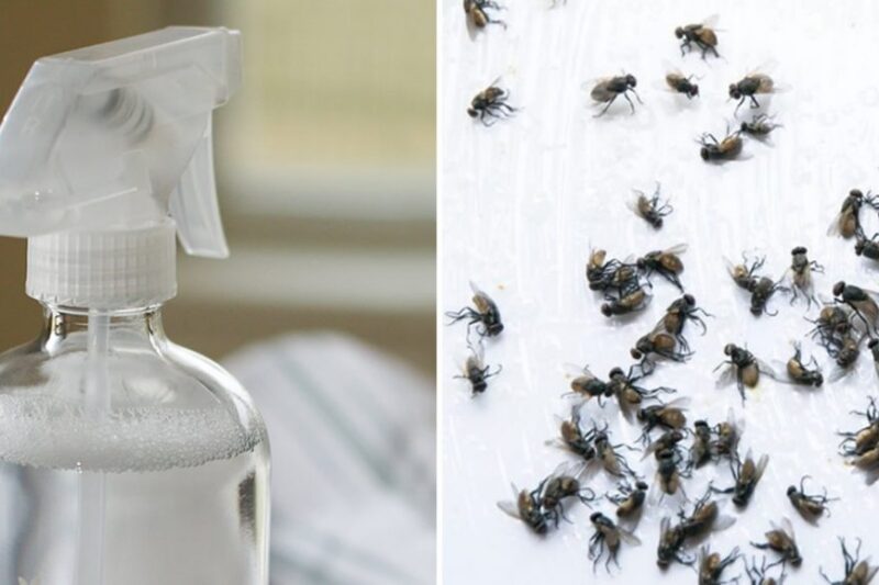 Put This in Your House for 1 Hour—You’ll Never See Flies, Mosquitoes, or Cockroaches Again!